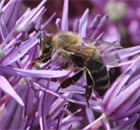 Blütenpracht - Insektenwunder - Bienen in Bayern Blütenpracht - Insektenwunder - Bienen in Bayern